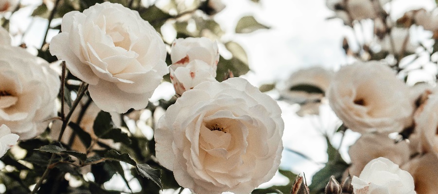 Eit nærbilete av elegante, kvite roser i full blomst, omgjevne av grønt bladverk. Bakgrunnen er delvis uskarp, med eit mjukt lys som framhevar blomane og gir eit delikat og fredeleg uttrykk. Foto.